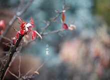 《小寒》正是小寒天氣，三九了。一九二九不出手，三九四九冰上走。今年一場雪還沒下，大地卻都上凍了。[詳細]