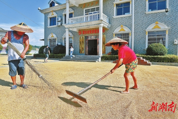 9月20日，漫水村村民在操坪曬稻谷。