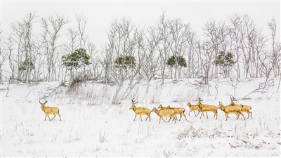 　圖為“我的家園”攝影聯(lián)展參展作品《濕地家園》，攝于江蘇鹽城。 　　葛乃航攝